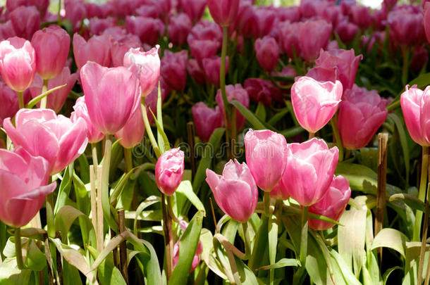 花园里美丽的五颜六色的郁金香花束