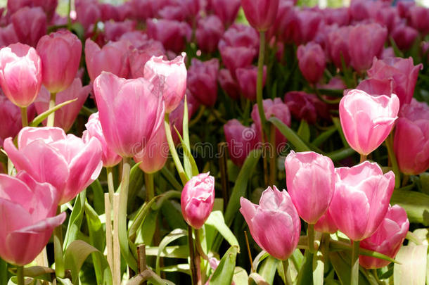 花园里美丽的五颜六色的郁金香花束