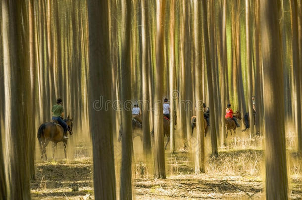 一群骑手在模糊的树木中