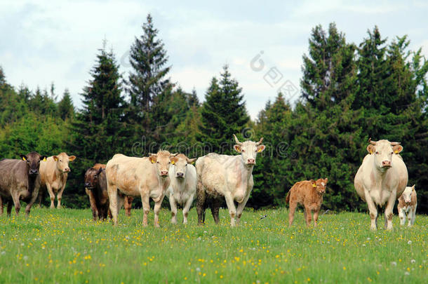 <strong>一群牛</strong>带着<strong>小牛</strong>在茂盛的绿色草地上放牧