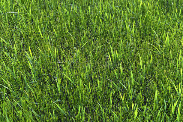 绿色的草。 自然背景纹理。 清新的春天绿草。