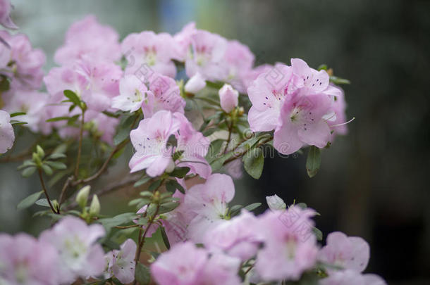 杜鹃花的枝条上有美丽的娇嫩的粉红色花朵