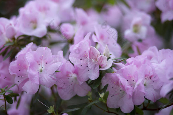 杜鹃花的枝条上有美丽的娇嫩的粉红色花朵