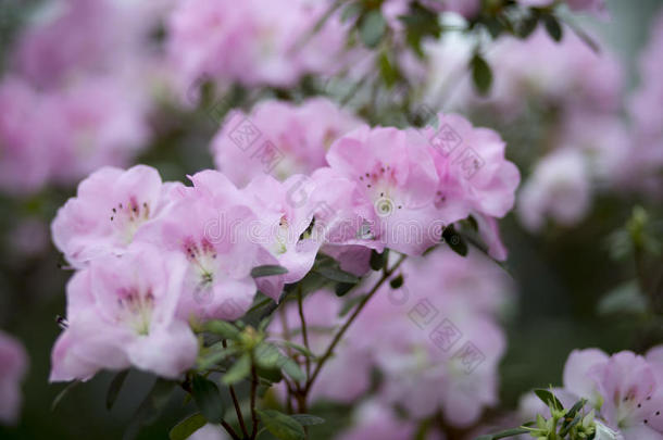 杜鹃花的枝条上有美丽的娇嫩的粉红色花朵