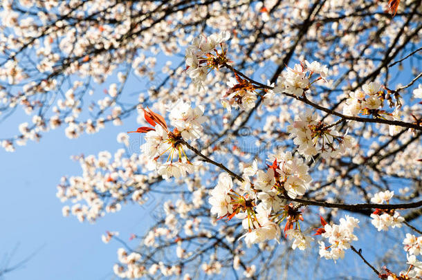京都平野金贾神社的樱花