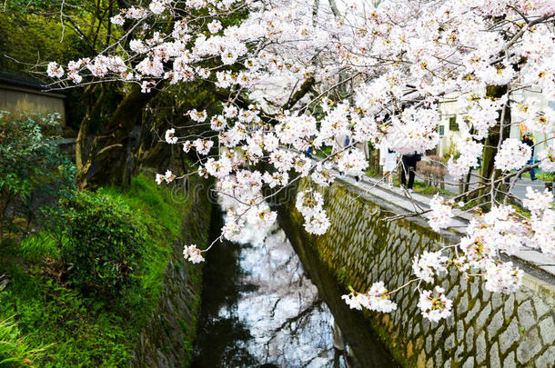 樱花在哲学家`的散步，或Tetsugaku-no-Michi，京都，日本