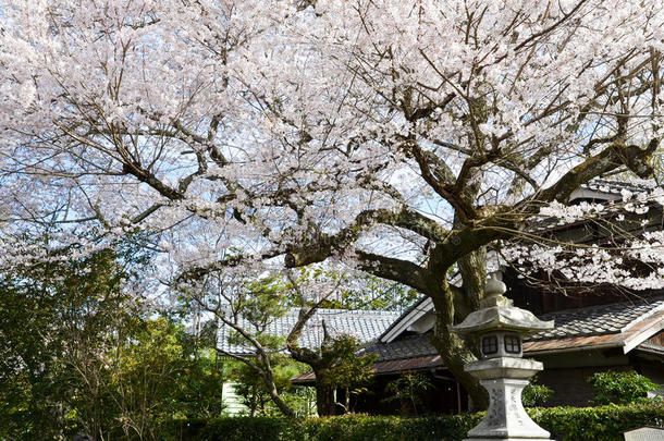 樱花在哲学家`的散步，或Tetsugaku-no-Michi，京都，日本