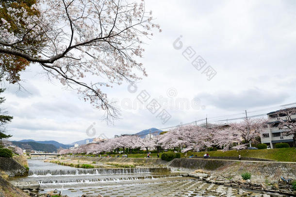 樱花在高野河沿岸，和希伊赞山，京都，日本