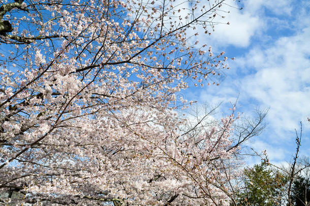 <strong>樱花</strong>在哲学家`的散步，或Tetsugaku-no-Michi，<strong>京都</strong>，日本