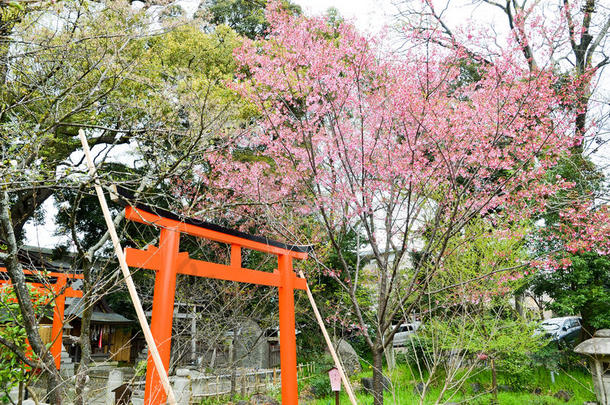 <strong>京都</strong>平野金贾神社的<strong>樱花</strong>和托里门