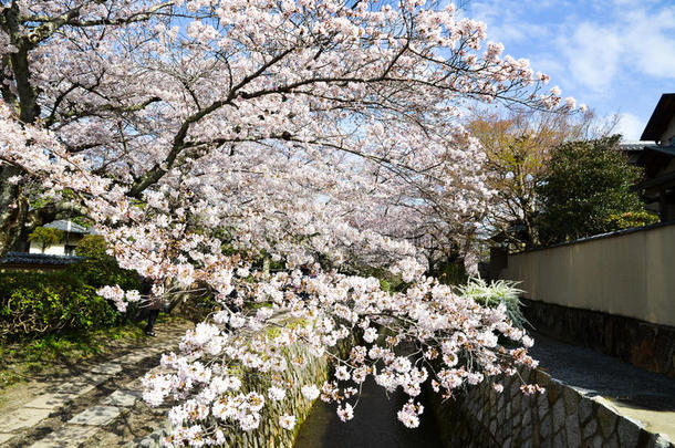 樱花在哲学家`的散步，或Tetsugaku-no-Michi，京都，日本