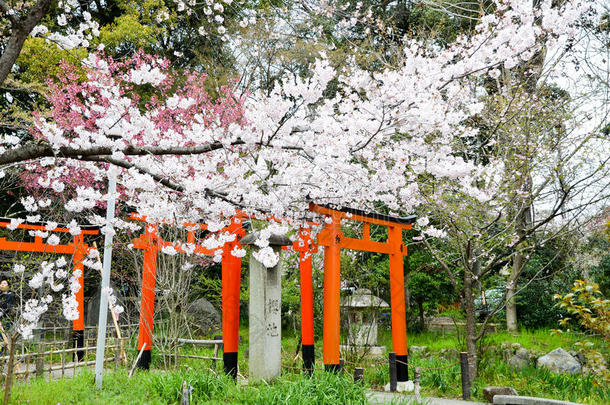 京都平野金贾神社的樱花和托里门