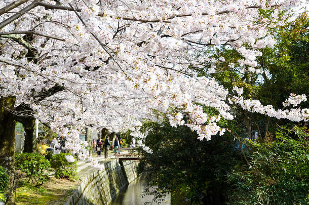 <strong>樱花</strong>在哲学家`的散步，或Tetsugaku-no-Michi，<strong>京都</strong>，日本