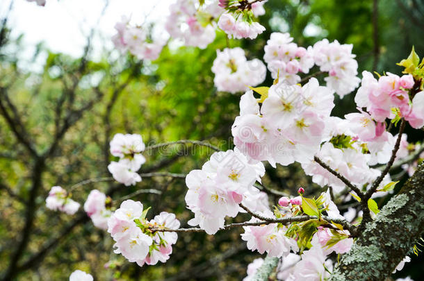 京都平野金贾神社的樱花