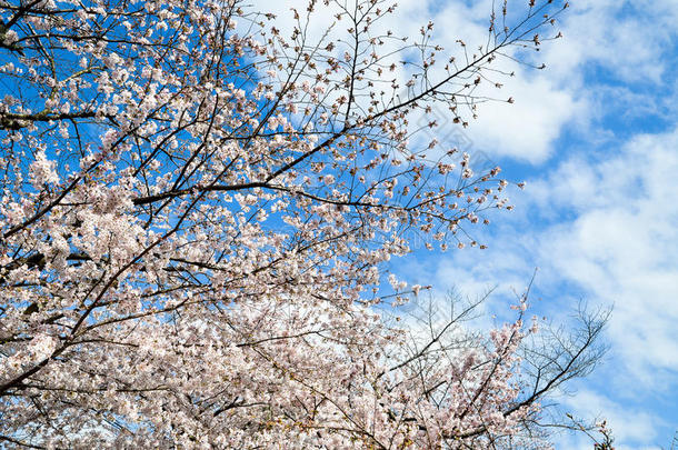 樱花在哲学家`的散步，或Tetsugaku-no-Michi，京都，日本