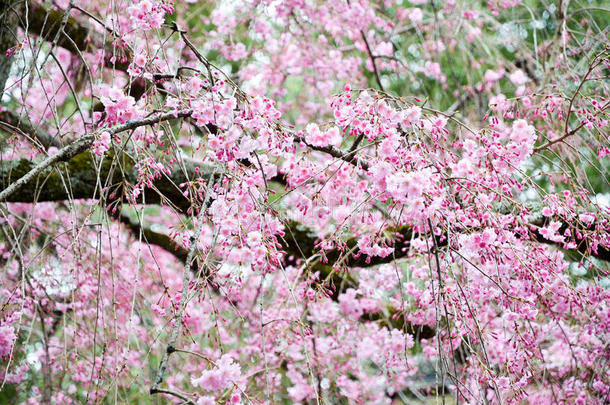 京都平野金贾神社的樱花