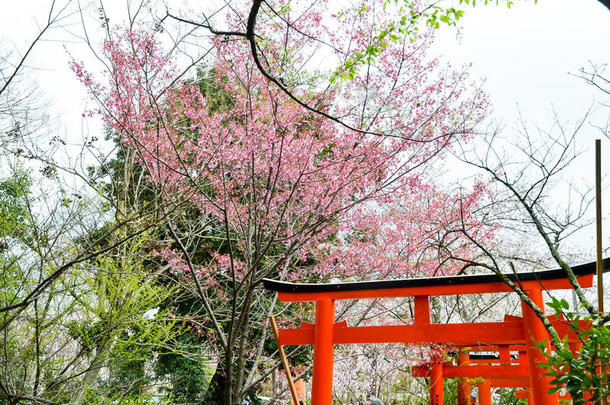 京都平野金贾神社的樱花和托里门