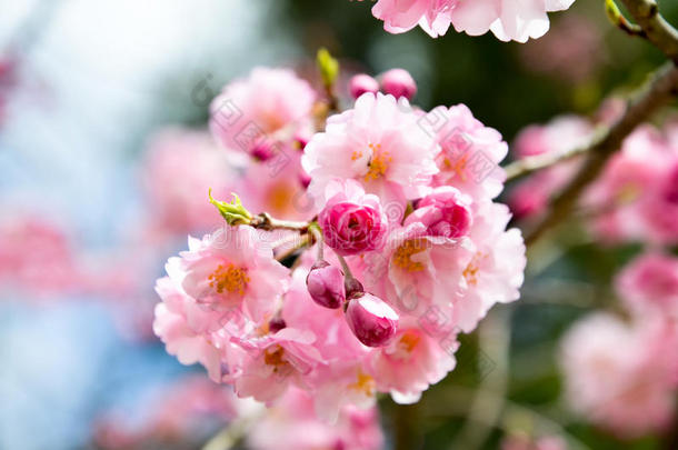 双樱花沿纳卡拉吉-诺-米奇路径，京都