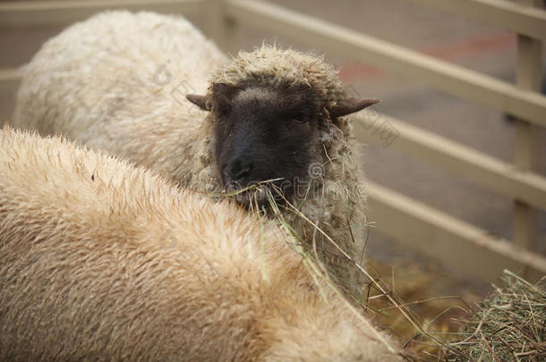 农业<strong>育种</strong>国内的圈地母羊