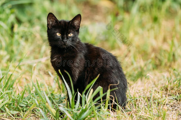 黑色可爱的<strong>猫</strong>小<strong>猫猫猫</strong>在夏天的晚上坐在户外的绿色草地上。