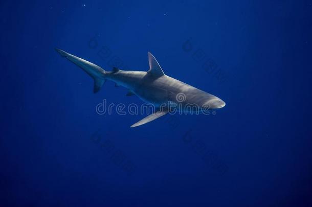 加拉帕戈斯鲨