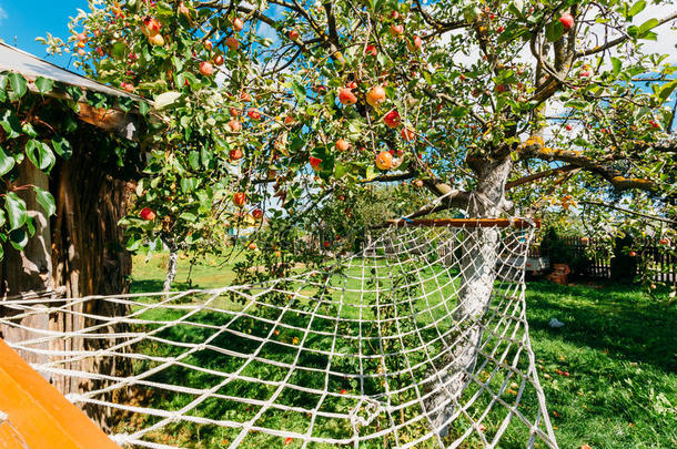 吊床挂在苹果树下，在农村房子的院子里挂着红苹果。