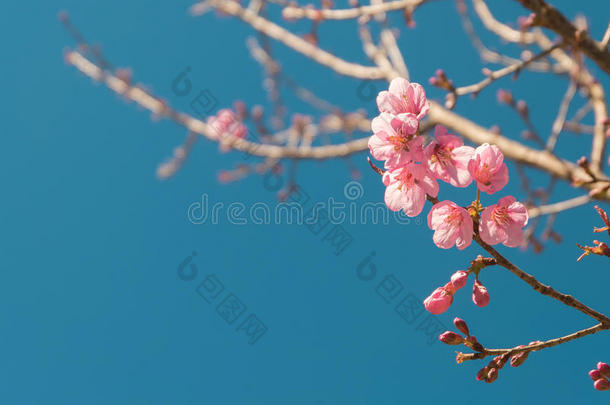 美丽的粉红色白色<strong>樱花</strong>树枝在花园与蓝天，<strong>樱花</strong>。 自然冬季春季<strong>背景</strong>。