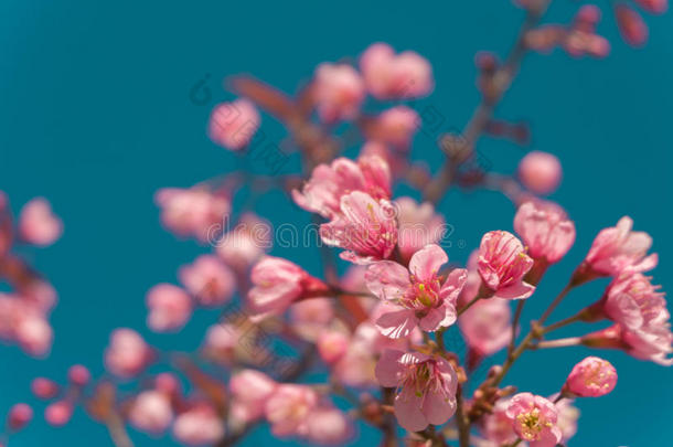 美丽的粉红色白色樱花树枝在花园与蓝天，樱花。 自然冬季春季背景。