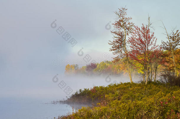 雾和雾围绕着一片茂密的湿地沼泽升起，笼罩着雾，一片五彩缤纷的海滨落叶森林。