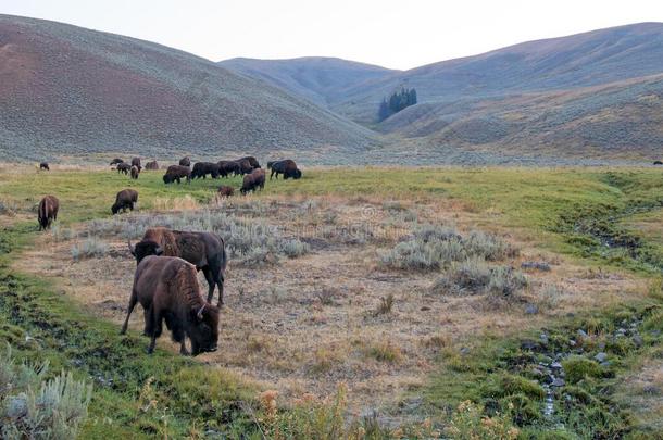 野牛水牛群在清晨的光线下，在怀明黄石国家公园的拉马尔谷
