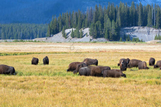 怀俄明州黄石国家公园鹈鹕溪草原野牛群