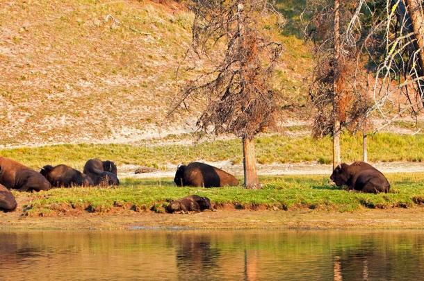 怀俄明州黄石国家公园黄石河旁的野牛水牛对