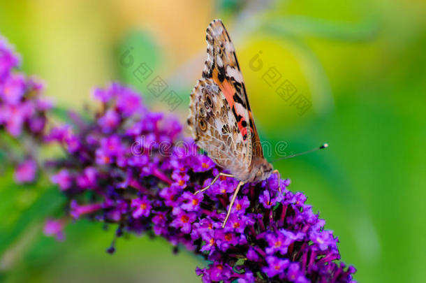 蝴蝶折叠翅膀坐在紫色的花朵上
