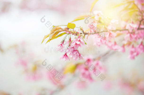 泰国Sakura的抽象软粉色春天背景
