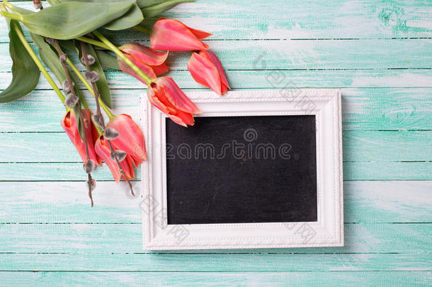 新鲜的珊瑚郁金香，柳树和空黑板上的图库