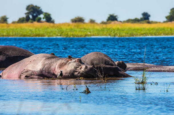 冒险非洲动物水生的地区