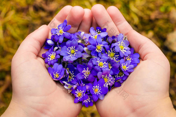 杯状的手捧着心形的春紫花