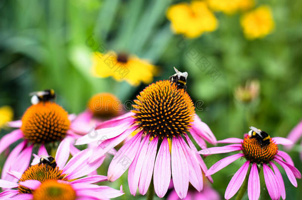大黄蜂坐在五颜六色的花朵上