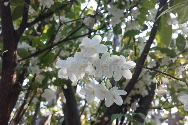 曼谷开花花夏枯草绣线菊