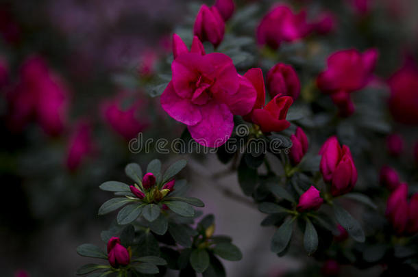 杜鹃花的枝条上有美丽的娇嫩的粉红色花朵