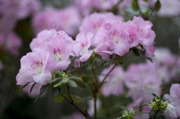 杜鹃花的枝条上有美丽的娇嫩的粉红色花朵