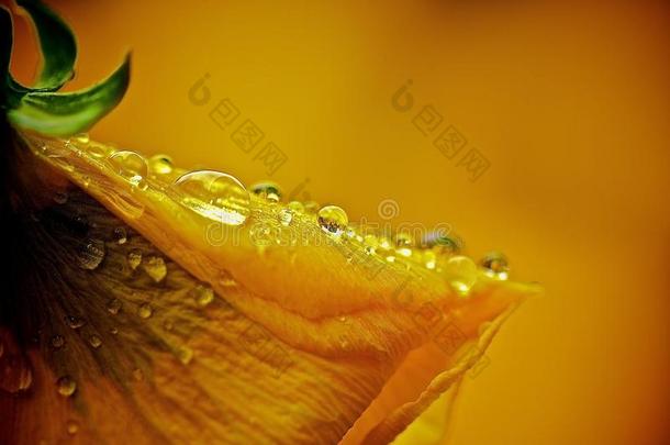 滴花雨雨滴春天