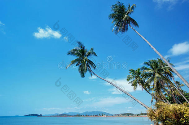 椰子棕榈在波普海岸，科萨梅，苏拉塔尼，<strong>泰国</strong>