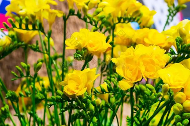 花特写花束黄色