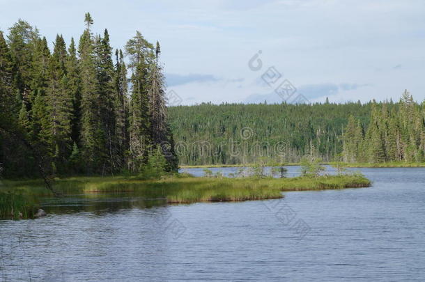 美丽<strong>的</strong>小溪和森林在一个夏天靠近加拿大安大略省瓦瓦