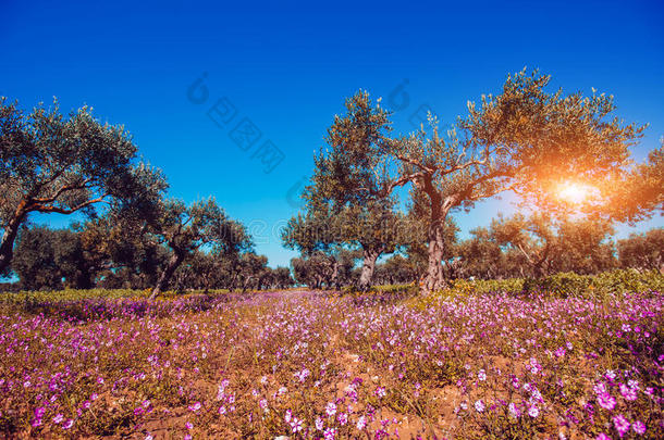 阳光下粉红色花朵的田野。自然模糊的背景。 <strong>所以</strong>