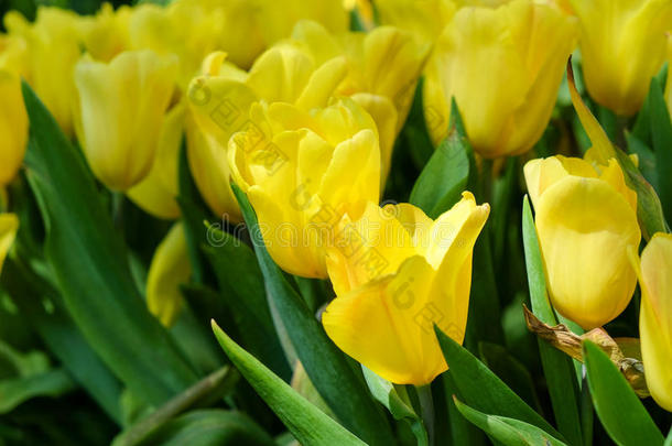 花园里美丽的五颜六色的郁金香花束