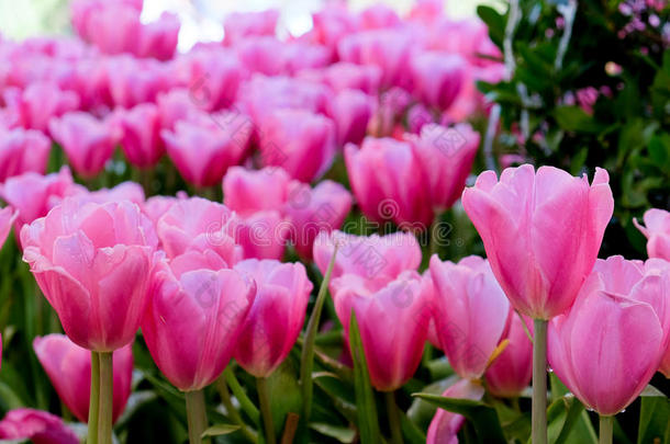 美丽的郁金香花束。 五颜六色的郁金香。 春天的郁金香，五颜六色的郁金香花园