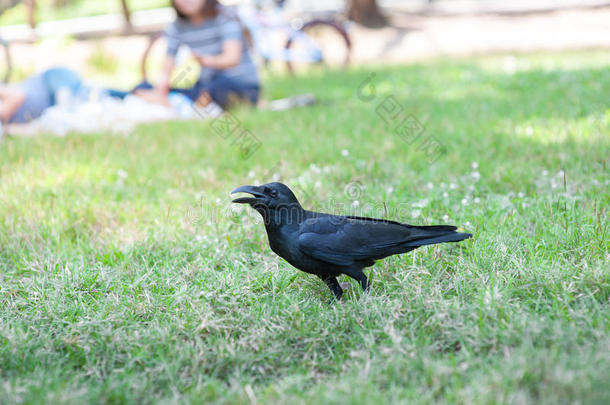 公园里的黑鸟CorvusMacrorhynchos