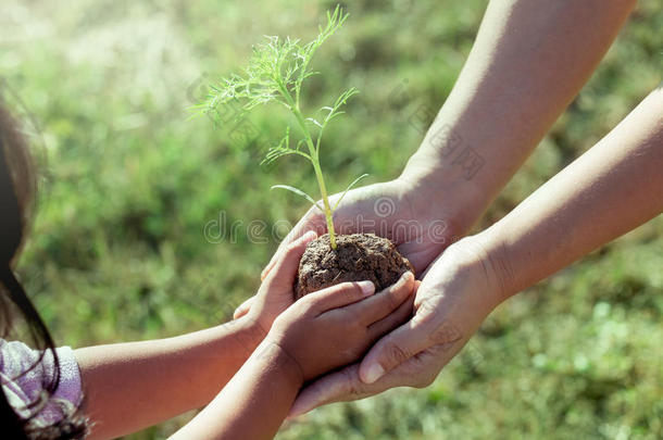 孩子、小女孩和家长手里拿着小植物